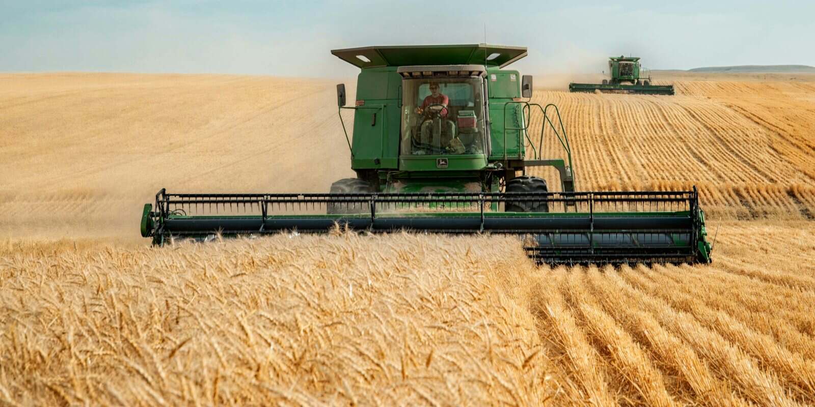 Colheitadeira colhendo grãos numa lavoura de trigo