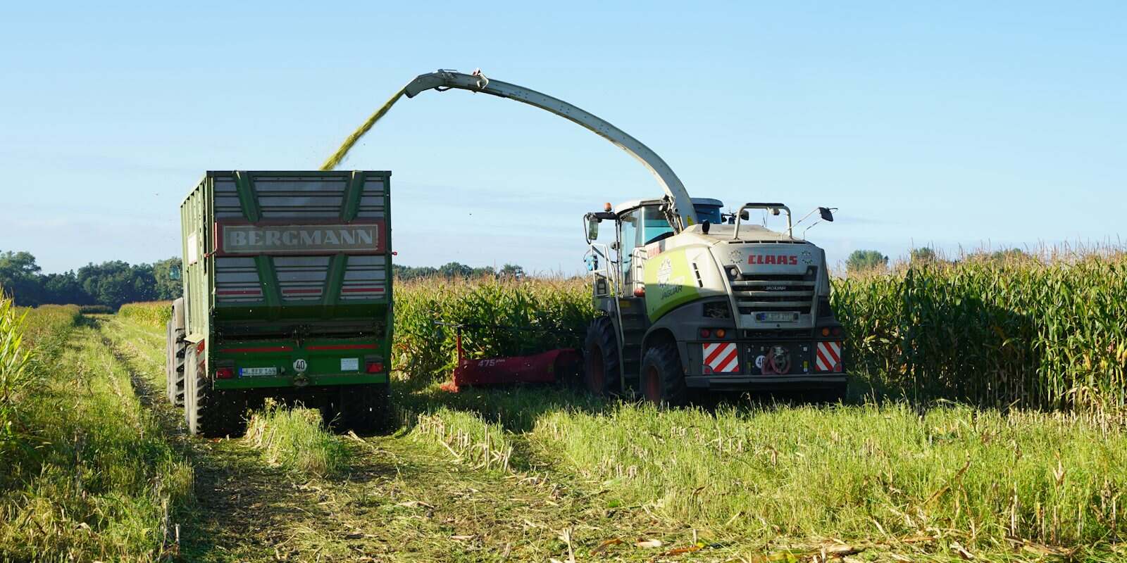 Forrageira colhendo milho e enchendo a carreta ao lado